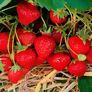 Erdbeere Jubilee, im ca. 9 cm-Topf | #2