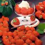 Erdbeere Senga®-Sengana®, Pflanzware 10er Tray, im ca. 6 cm-Topfballen | #2