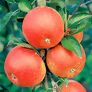 Apfel Cox Orange, im ca. 23 cm-Topf | #2