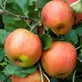 Apfel Roter Boskoop, im ca. 23 cm-Topf | #2
