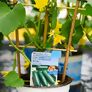 Gurkenpflanze Mini Stars, veredelt, im ca. 12 cm-Topf | #2