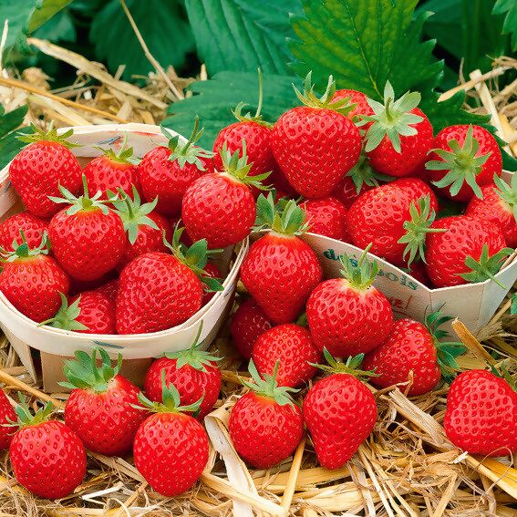 Richaa 6 Stück Erdbeeren Reifer Unterstützung Verstellbare Erdbeer Anbaugeräte Pflanze Wachsender Rahmen für Treibhaus Erdbeer Topfpflanzen