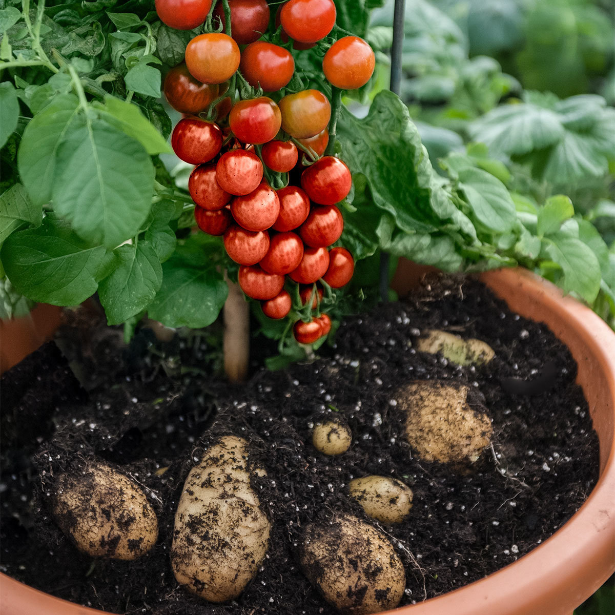 Tomaten-Kartoffelpflanze TomTato, veredelt, im ca. 12 cm-Topf
| #3
