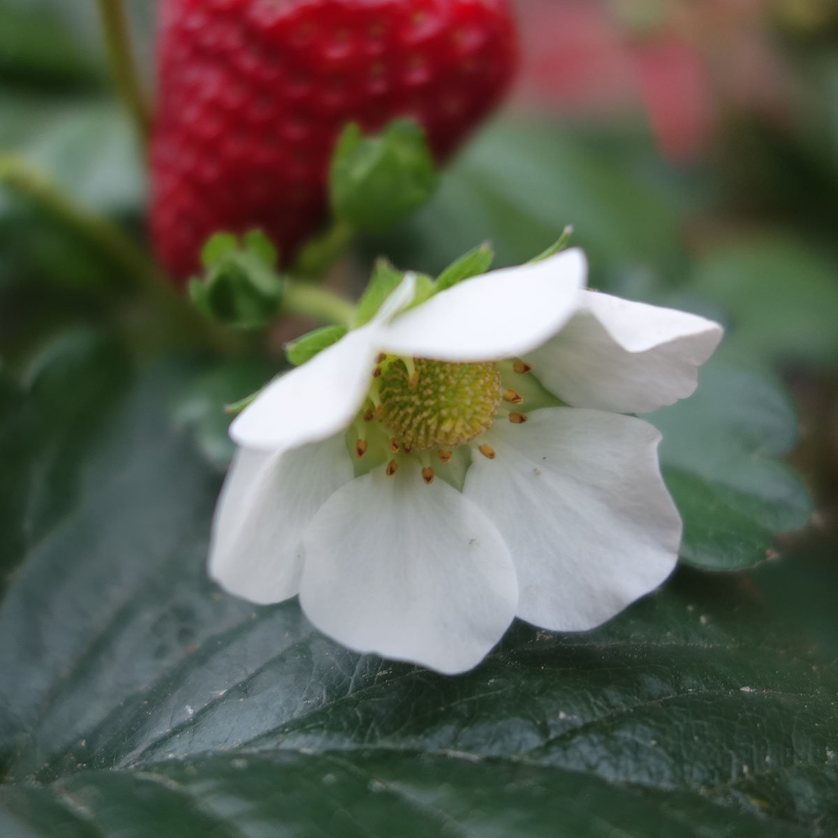 Erdbeer-Ampel, im ca. 27 cm-Ampeltopf
| #3