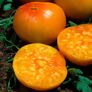 Tomatenpflanze Fleischtomate, gelb | #3