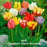 Blumenzwiebel-Set 12 Wochen Tulpen-Blüte | #3