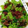 Saatband 6 m Baby-Leaf-Salat | #3