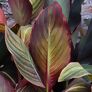 Riesen-Canna Andaloucia (Indisches Blumenrohr) | #3