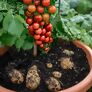 Tomaten-Kartoffelpflanze TomTato, veredelt | #3
