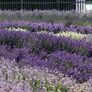 Englischer Lavendel Elizabeth | #3