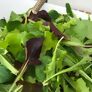 Saatplatten-Set Salatvielfalt, Hochbeet - und Balkonsalate | #3