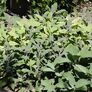 Kräuterpflanze Vital Salbei Evita | #3