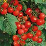 Tomatenpflanze Balkontomate | #3