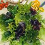 Pflück-Salatpflanze, im ca. 11 cm-Topf | #3