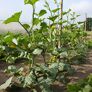 Kletter-Zucchinipflanze Alando, im ca. 11 cm-Topf | #3