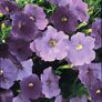 Sommerblumen-Set Bunte Riesen-Petunien AlpeTunia®, 6 Stück, im ca. 12 cm-Topf | #3