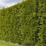Premium Lebensbaum Smaragd, 120-140 cm | #3
