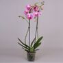 Rosa Schmetterlings-Orchidee, Höhe ca. 50-60 cm | #3