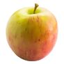 Zwergobst Apfel Delicado, im ca. 28 cm-Topf | #3