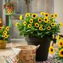 Premium Sonnenblume SunBelievable™, im ca. 13 cm-Topf | #3