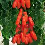 Tomatenpflanze Fleischtomate San Marzano Tuma Red®, veredelt | #3