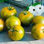 Tomatenpflanze Salattomate Tiverta, veredelt | #3