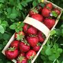 Erdbeere Herzle, Pflanzware 2x6er Tray, im ca. 7 cm Topfballen | #3