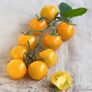 Tomatenpflanze Solena Sweet Yellow, veredelt, im ca. 12 cm-Topf | #3