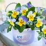 Mini-Hornveilchen Ice Babies® Blue with Yellow | #3