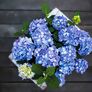 Hortensie Diva fiore®, blau, im ca. 22 cm-Topf | #3