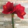 Kunstpflanze Amaryllis, rot | #3