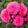 Essbare Culinaric Rose Raspberry®, im ca. 22 cm-Topf | #3