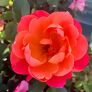Beetrose Sugar Candy Rose®, im ca. 20 cm-Topf | #3