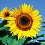 Sonnenblumensamen Uniflorus Giganteus | #3