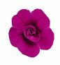 Rosen-Zauberglöckchen, violett | #3