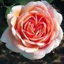 Meister-Rose® Cornelia Pötschke®, Stamm, im ca. 26 cm-Topf | #3