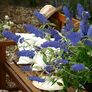 Zwerg-Schmetterlingsflieder Petite Adonis Blue, im ca. 15 cm-Topf | #3