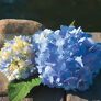 Hortensie Endless Summer® The Original, blau | #3