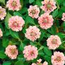 Teppichverbene Summer Pearls Pink Pompon, im ca. 9 cm-Topf | #3