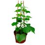 Gurkenpflanze Mini Stars, veredelt, im ca. 12 cm-Topf | #3