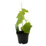 Gurkenpflanze Gambit, veredelt, im ca. 12 cm-Topf | #3