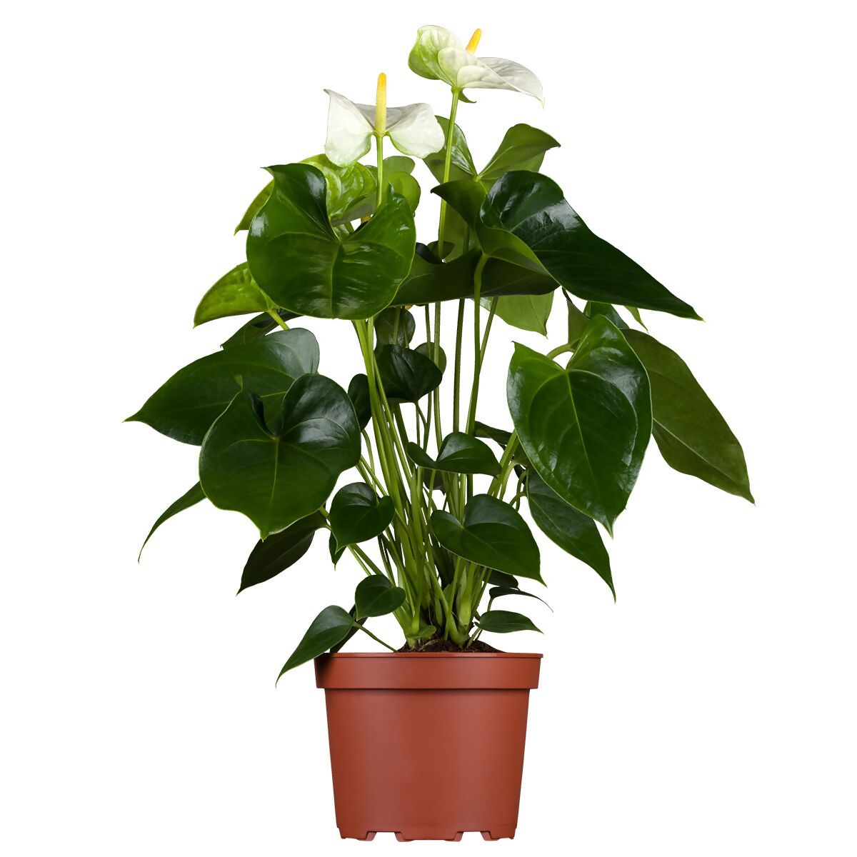 40 cm 50 cm Anthurium andreanum  Topfware ca 