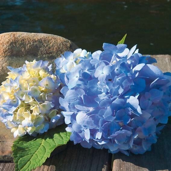 Floragard Endless Summer® Hortensienerde blau 2x 20 Liter 0,53€/L 