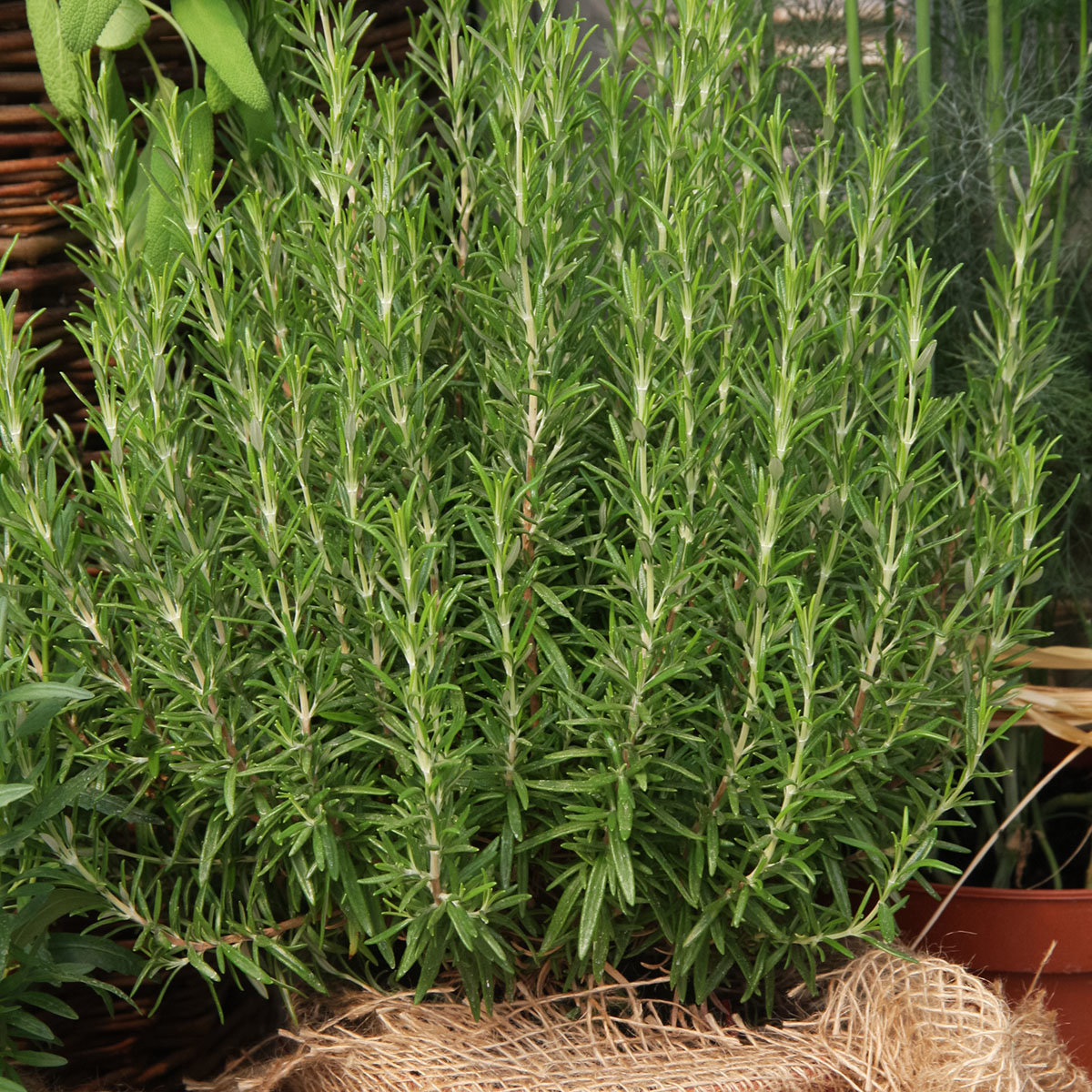 Gourmet-Rosmarinpflanze Abraxas, im ca. 12 cm-Topf
| #4