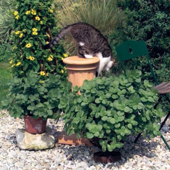 Verpiss Dich Katze Pflanze