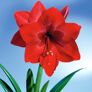 Amaryllis Wax, Touch of Snow Christmas-Red | #4