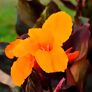 Riesen-Canna Andaloucia (Indisches Blumenrohr) | #4