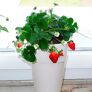 Fridulin-Erdbeere Terralin, im ca. 9 cm-Topf | #4