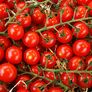 Tomatenpflanze Cherrytomate Solena Sweet Red, veredelt | #4