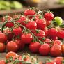 Tomatenpflanze Solena Sweet Red, veredelt, im ca. 12 cm-Topf | #4